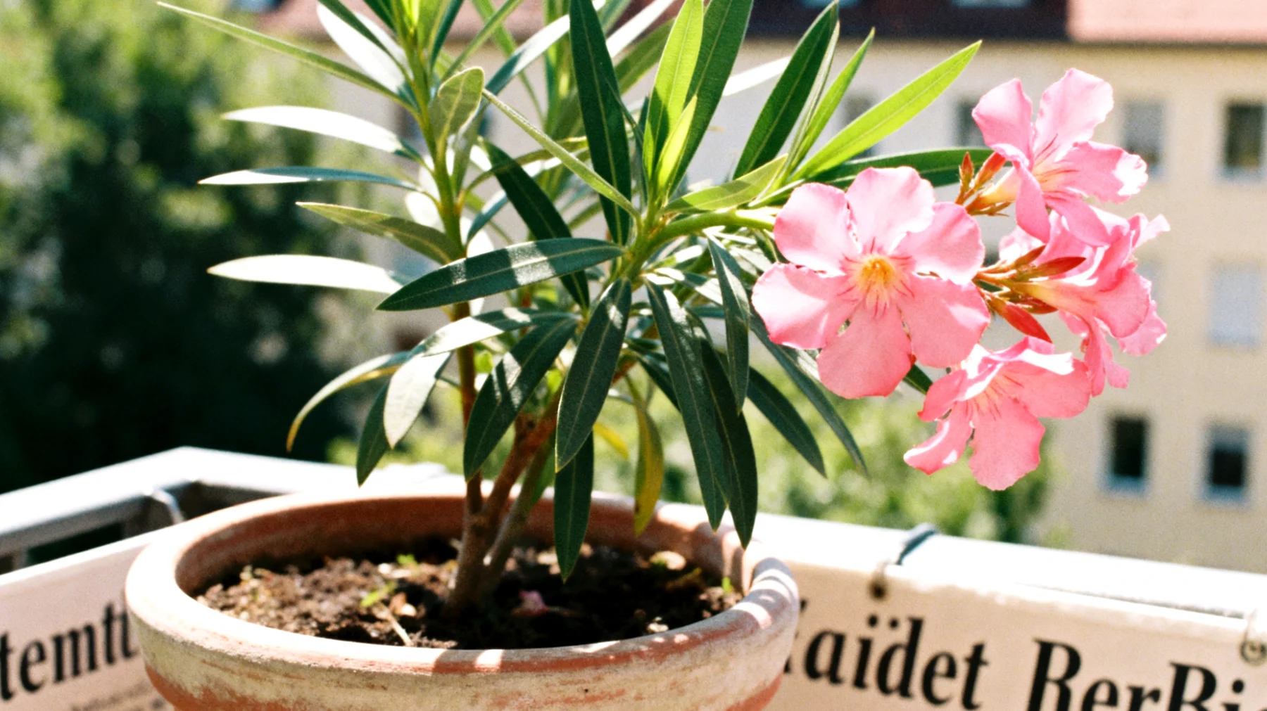 Oleander"